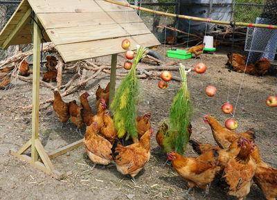 城市绿洲与后山花莲搭永续潮　不约而同推“端午”养生乐