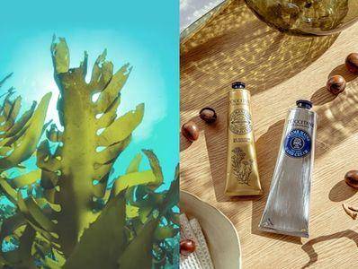 3个“宝藏级保养原料”　利尻昆布动员全岛、乳木果油是天然圣品