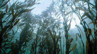 5款海生萃取保养　给肌肤、头发最亲近自然的水润呵护