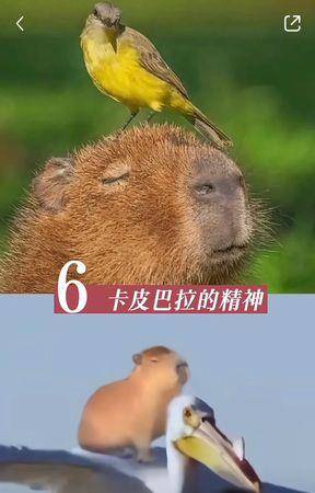 星．变美／53岁张庭冻龄羡煞人　学她做足“6件事”保持最佳状态 最新资讯 图7张