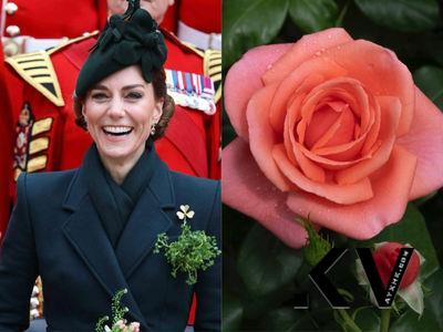 凯特王妃之名的玫瑰是漂亮珊瑚粉　卖出收益助癌友