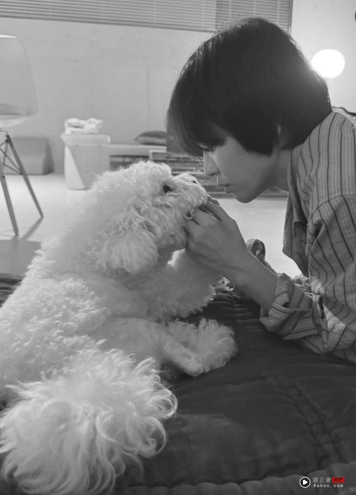 宋慧乔与爱犬同戴能量石　狗儿一脸萌可爱爆表 时尚穿搭 图1张