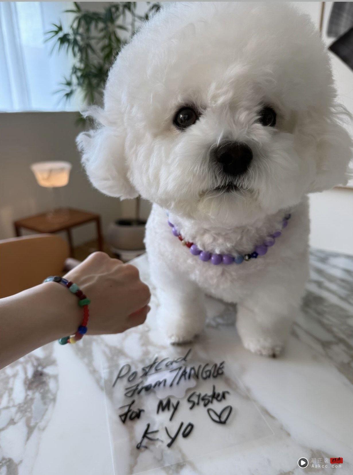 宋慧乔与爱犬同戴能量石　狗儿一脸萌可爱爆表 时尚穿搭 图2张
