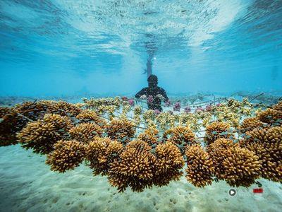 风Luxury／劳力士制表与永续发展都当领头羊　助“珊瑚妈妈”复育